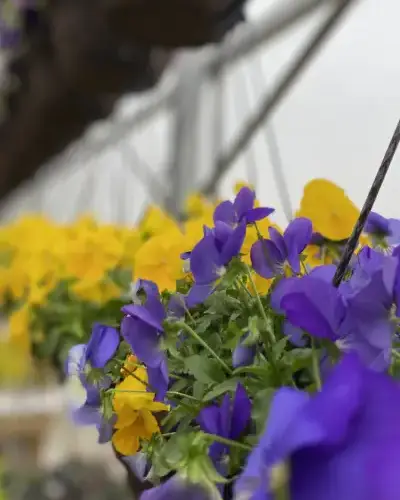 Professional Landscaping