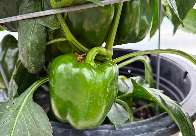 green-pepper