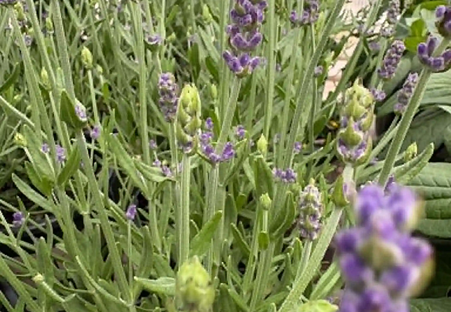 lavender