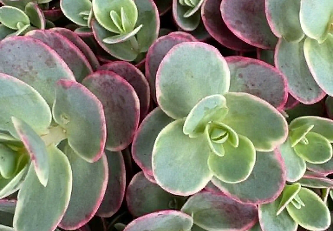 lime-sedum