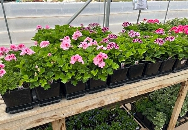 martha-washington-geraniums