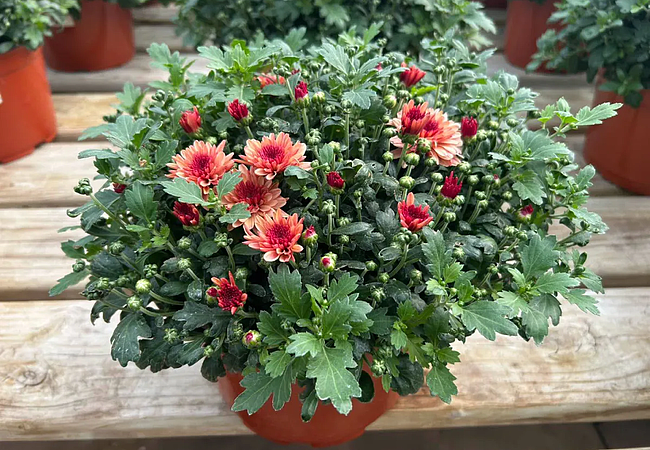 mum-red