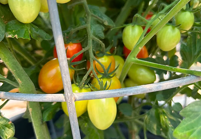 pick-your-own